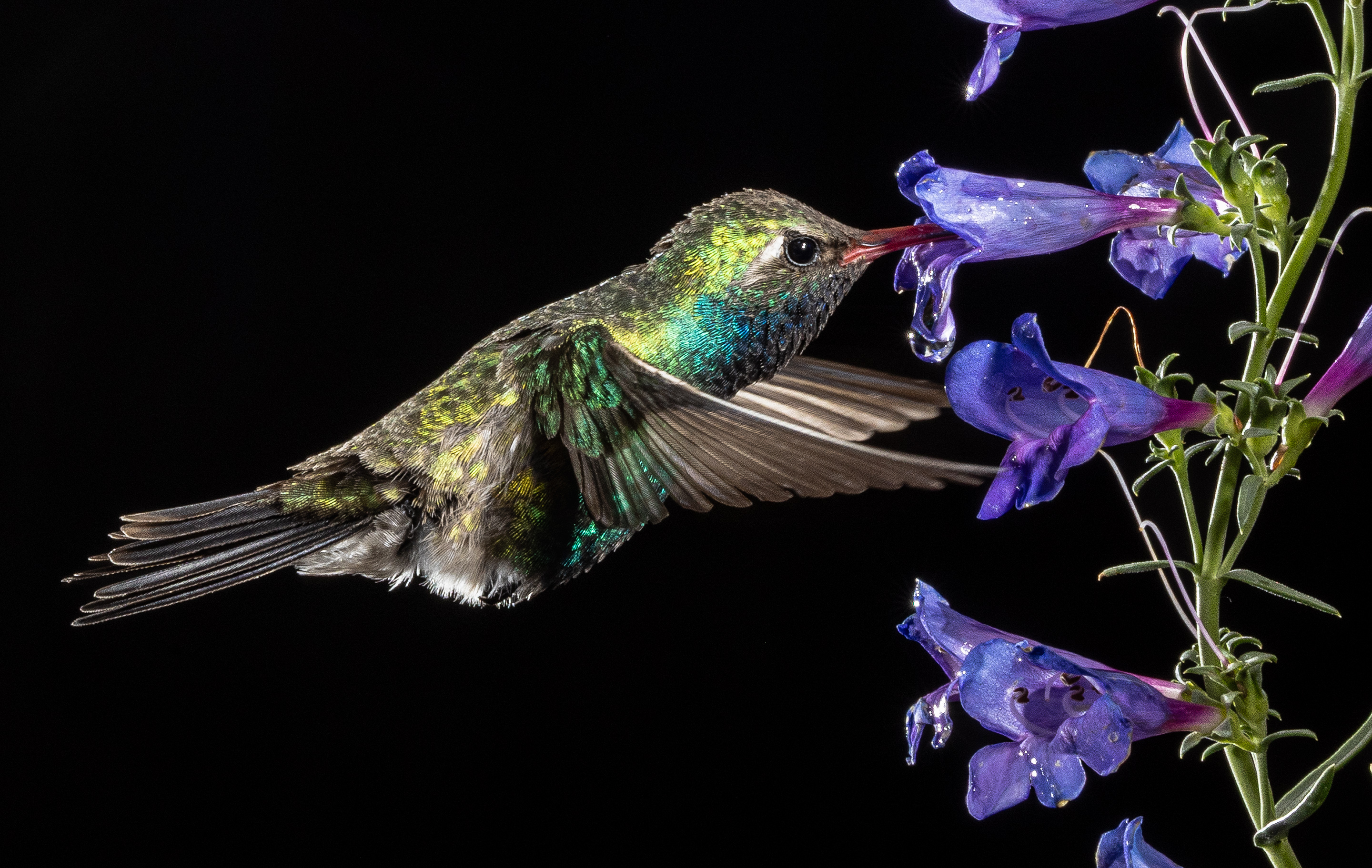 2nd PrizeOpen Color In Class 3 By Mark Cohen For Pulling Up To The Pump OCT-2025.jpg